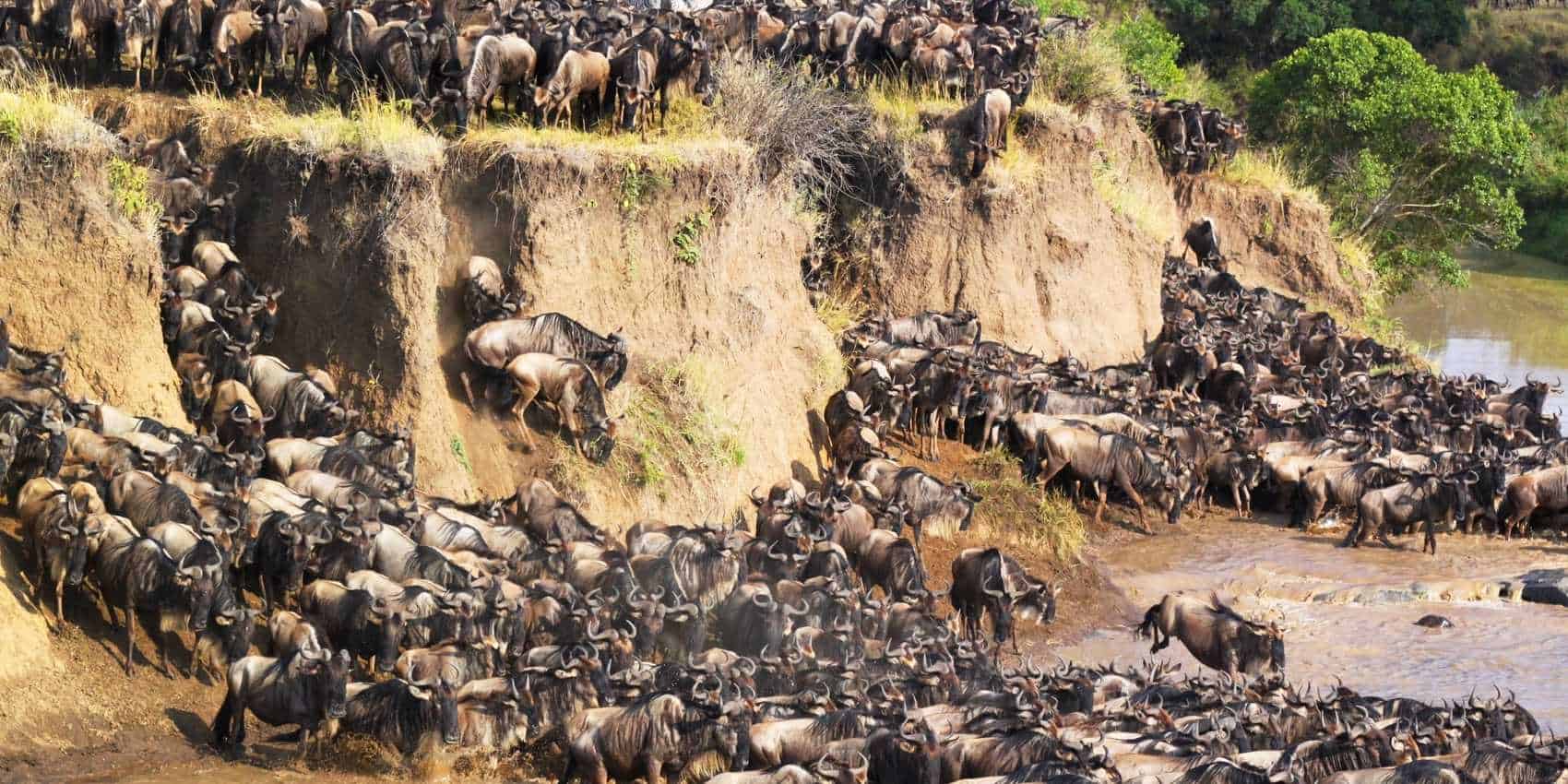 Tanzania Safari